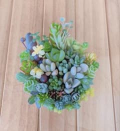 多肉植物 カット苗 詰め合わせ ③のサムネイル
