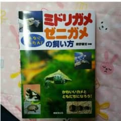 ミドリガメ・ゼニガメの買い方のサムネイル