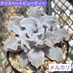 多肉植物　クリスペートビューティー　抜き苗のサムネイル