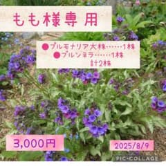 もも様専用のサムネイル
