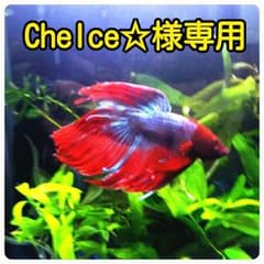 Chelce☆様専用のサムネイル