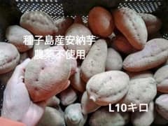 種子島産安納芋 農薬不使用　L10キロのサムネイル