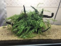 セレス様専用 流木のセットのサムネイル