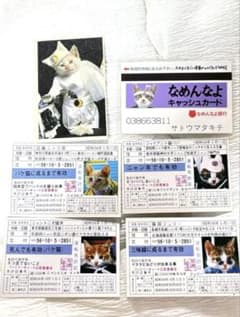 なめねこ 昭和 レトロ 非売品 なめ猫 当時物 希少 レア 免許証 カード