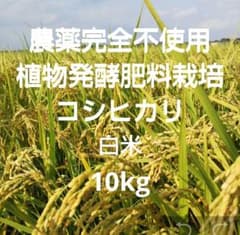 農薬完全不使用/植物発酵肥料 コシヒカリ 白米10kg（令和8年産）のサムネイル