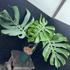 モンステラデリシオーサマクロコズム超希少系統鉢植え56㎝ - メルカリ