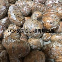 パンダスミレ様専用 熊本県産　栗のサムネイル