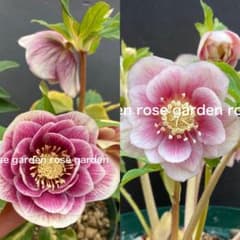 クリスマスローズ 2024年発芽 小さめ苗 ソレイユ交配苗 - メルカリ