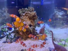 海水魚用のライブロックのサムネイル