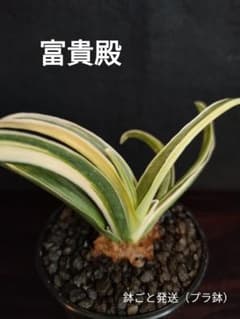 富貴殿 おもと 万年青 鉢ごと発送 羅紗系 縞 観葉植物のサムネイル