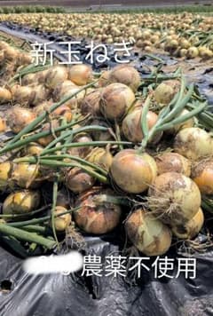 新玉ねぎ　特価　10kg 訳ありのサムネイル