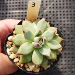 中里リンゼアナ自家受粉実生苗のサムネイル