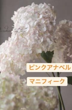 希少苗 紫陽花アナベル　『ル・マニフィーク』7.5センチ ポットに植えたまま発送のサムネイル