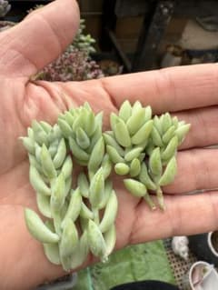 多肉植物　新玉つづり　カット苗のサムネイル