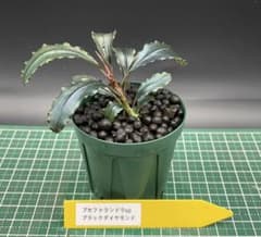 ブセファランドラ spブラックダイヤモンド - メルカリ