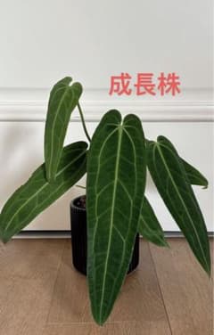 MS507アンスリウム・ワロクアナム 5株セット - メルカリ