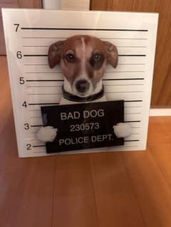 絵画　ガラス製　犬　指名手配　ビーグル　バットドック　baddog 絵画 ガラス製 犬 指名手配 ビーグル バットドック baddog - メルカリ
