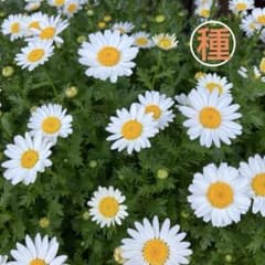 花の種】一年草❤︎ノースポール クリサンセマム❤︎種100粒❤︎おまけ