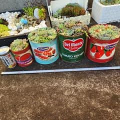 多肉植物　寄せ植え　そのまま飾れる　大きな3コ　小さい１コ　トマト缶のサムネイル