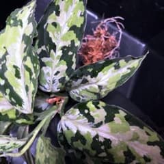 ③アグラオネマ　ラプラス　芋のサムネイル