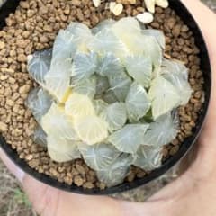 多肉植物 ハオルチア 赤線オブツーサ錦 - メルカリ