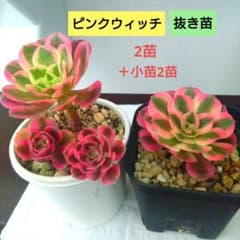 ♥アエオニウム【ピンクウィッチ】2苗＋小苗2苗 抜き苗 - メルカリ