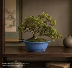 皐月 夢物語 樹高24cm 小品盆栽 中品盆栽 三幹 風情のある樹 さつき