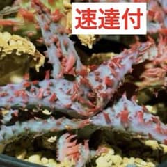 アロエ グロリアスドラゴン 子株 速達付き - メルカリ