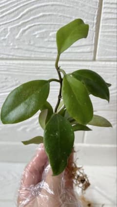 ホヤ　オブスクラ　Hoya obscura ミニふた株　Cのサムネイル