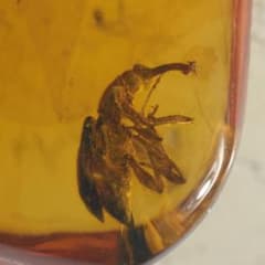 レア極上品 PA0035虫入り琥珀化石 ミャンマーカムティかタナイ9900万年