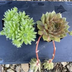 センペルビウム　セットのサムネイル