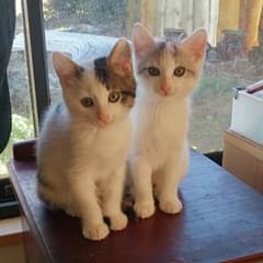 ビッグまま様のサムネイル