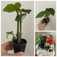 ③3本植え【安心のポット苗】ブラックベリートリプルクラウン　 挿木苗　トゲ無しのサムネイル