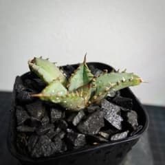 A2411 대출품제 [화분 발송] 아가베 치타노타 히메 엄룡 히메 료 류