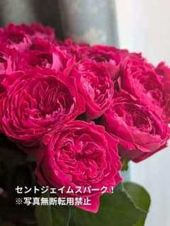今週のオトク】激レア♡切花バラ苗_ジェイムズ_6 - メルカリ