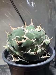 アガベ チタノタ 白鯨 鉢植え 親株出品 発根済み - メルカリ
