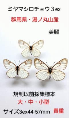 ミヤマシロチョウ3ex 標本セット ☆群馬県湯ノ丸山産☆規制以前採集