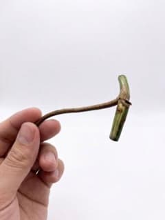 モンステラ ボルシギアナ ホワイトタイガー 茎伏せ カット苗のサムネイル