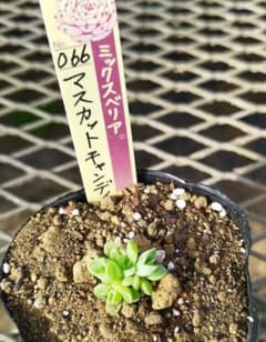 おらいさん マスカットキャンディ 複頭苗 ミックスベリア多肉植物