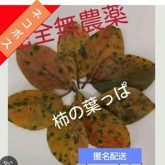 あく抜き済み　柿の葉　メダカ越冬のサムネイル