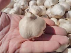自然栽培 ニンニク 500g ホワイト六片のサムネイル