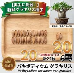 新鮮】パキポディウム グラキリス 種子 20粒＋α（おまけ付） 象牙宮