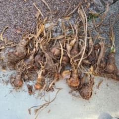 アマリリス　乾燥した球根 複数セット 秋に、株分けしたものですのサムネイル