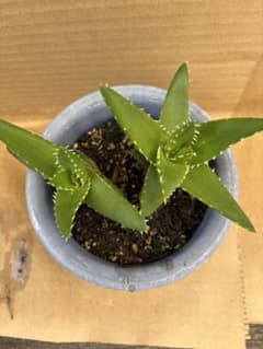アロエ　不夜城　多肉植物　2個セットのサムネイル