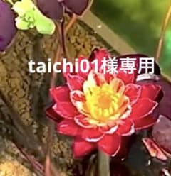 taichi01様専用 バンコクリングオブファイヤー　睡蓮のサムネイル