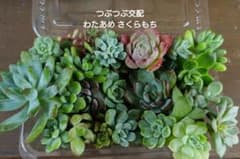 つぶつぶ交配入り セダム エケベリア寄せ植えセット わたあめ さくらもちのサムネイル