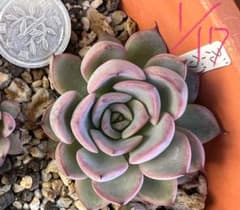 ブルーベリームーン 抜き苗 ミックスベリア おらいさん苗 - メルカリ