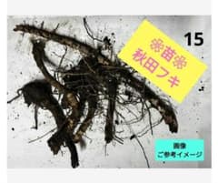 １５　秋田フキ　地下茎　◤苗◢　青森県産　ふき　蕗のサムネイル