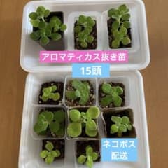 アロマティカス 、抜き苗、根付き15頭セット 、多肉植物 ハーブ
