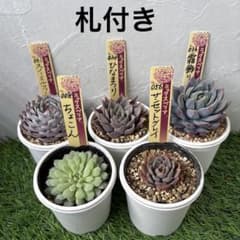 札付き】おらいさん苗 おまとめ - メルカリ